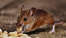 stored-grain-pest-management Experts in Chase Bank